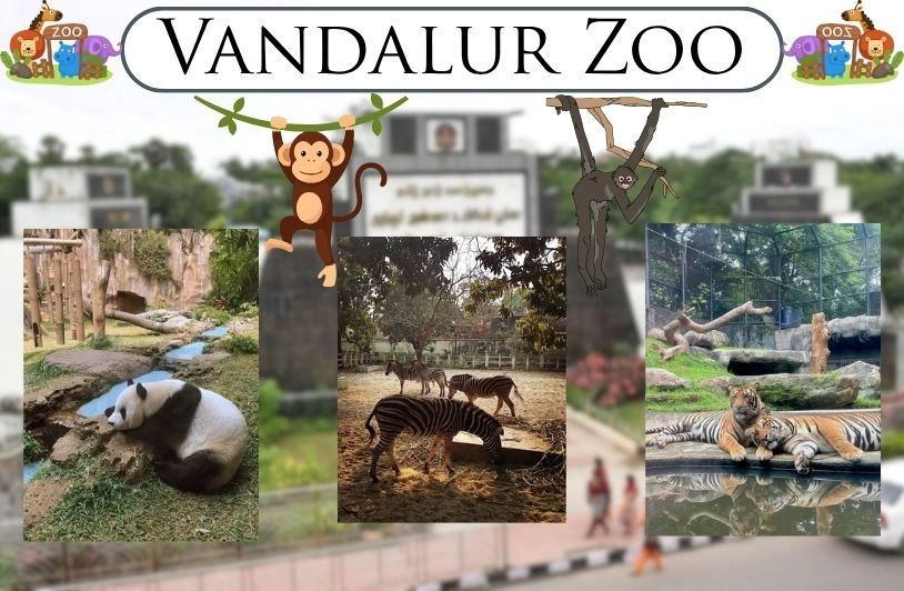 Vandalur Zoo Chennai — Tickets, Safari, Animals & Family Tips 2026 Vandalur Zoo