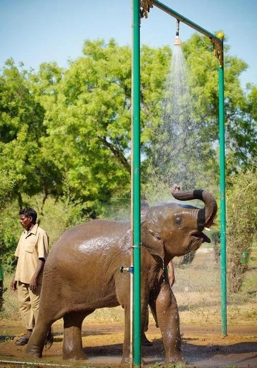 Vandalur Zoo Ticket Price