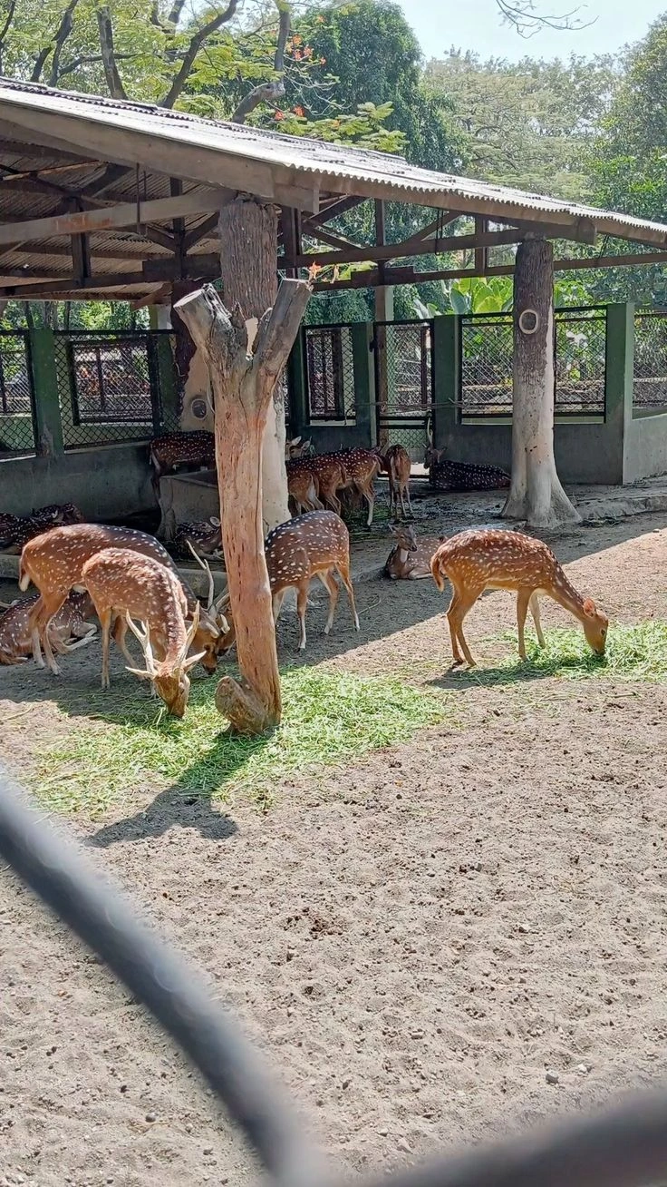 Vandalur Zoo Ticket