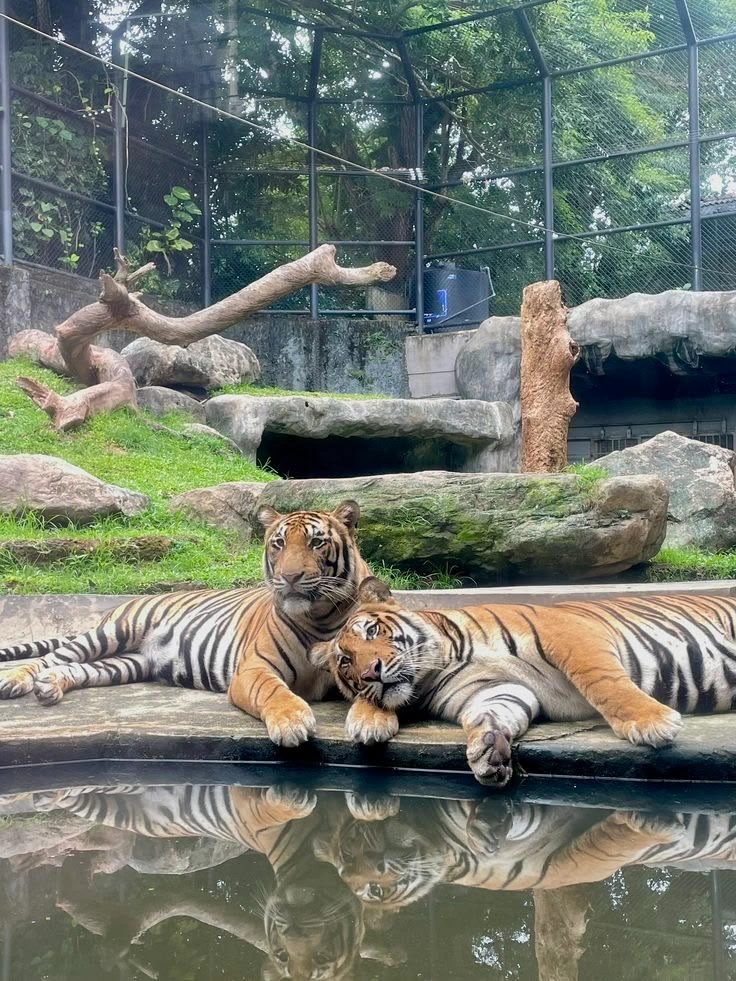 Vandalur Zoo Ticket Price 2026