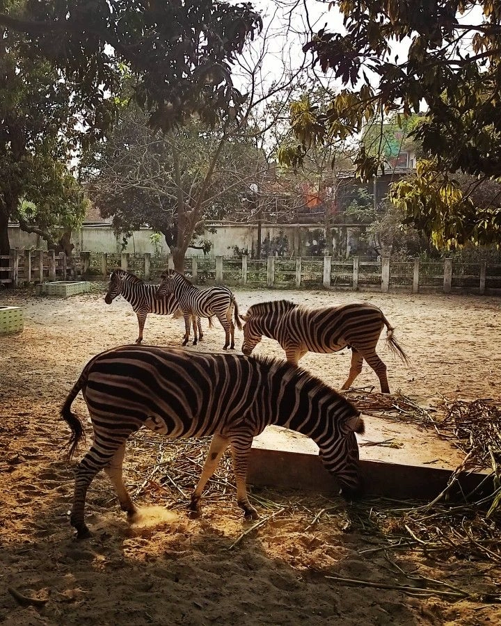 Vandalur Zoo Opening Time