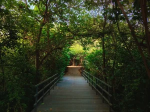 Adyar Eco Park 