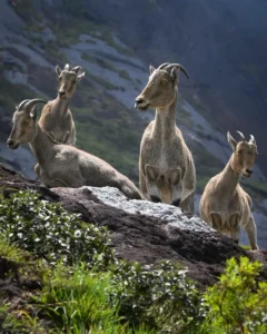 Eravikulam National Park Entry Fee